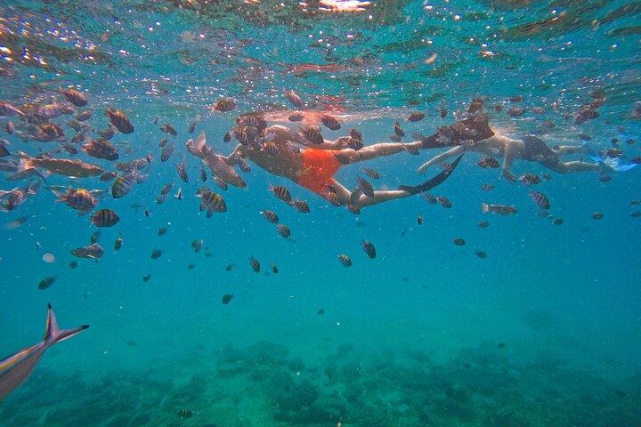 Da Abu Dhabi : Snorkeling con le tartarughe a Fujairah