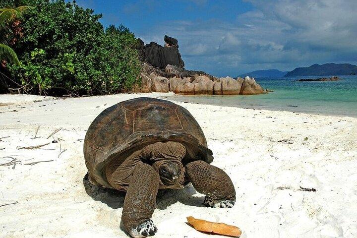 半日キュリューズ島とサンピエール島セーシェル