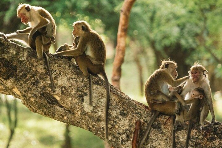 Puerto Maldonado: Jungle Experience - 4D/3N inside Rainforest