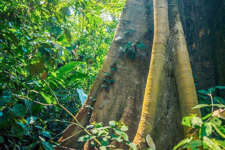 プエルト・マルドナード: Jungle Experience - 熱帯雨林の中の4D/3N