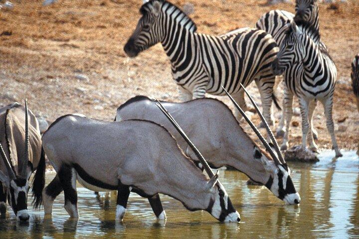 Fulddagsafari på Aquila Game Reserve inklusive returtransfer