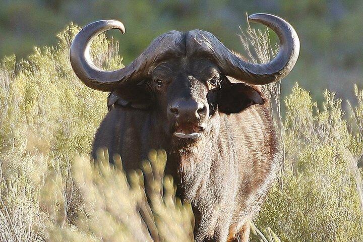 Fulddagsafari på Aquila Game Reserve inklusive returtransfer