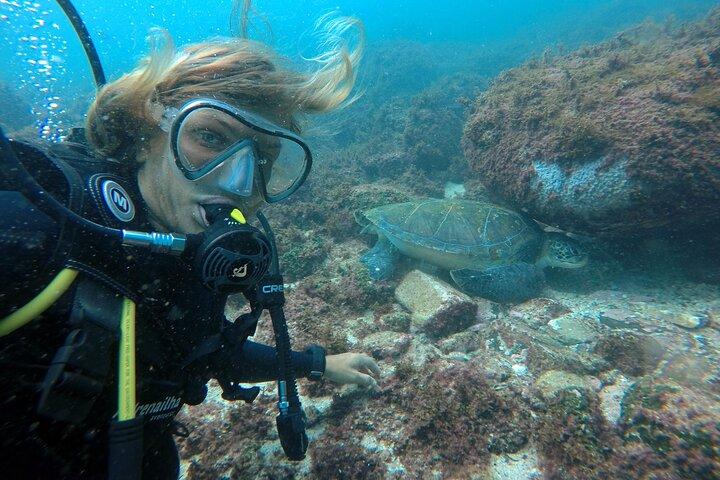 Tauchen mit Schildkröten in Floripa