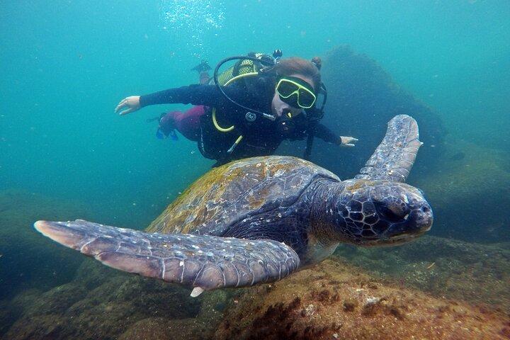 Tauchen mit Schildkröten in Floripa