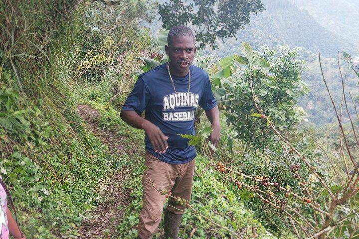 Tour por Jamaica Blue Mountain Coffee y experiencia turística
