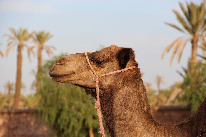Visite Privée d'Une Journée à Marrakech au départ de Casablanca