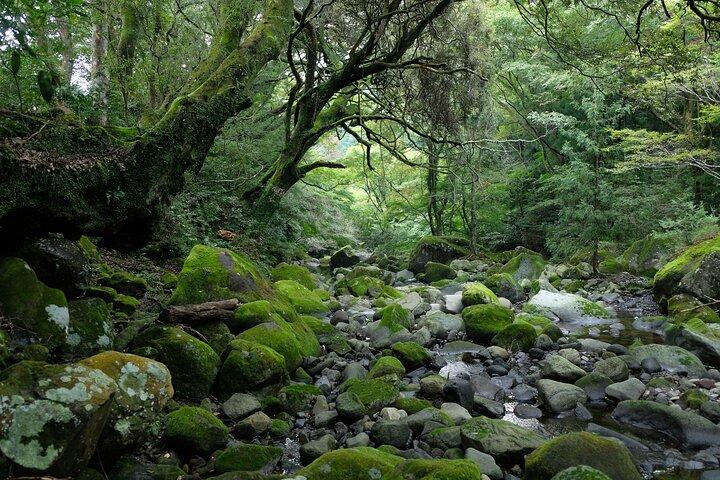 Wandeling Japan Heritage Hakone Hachiri met gecertificeerde berggids