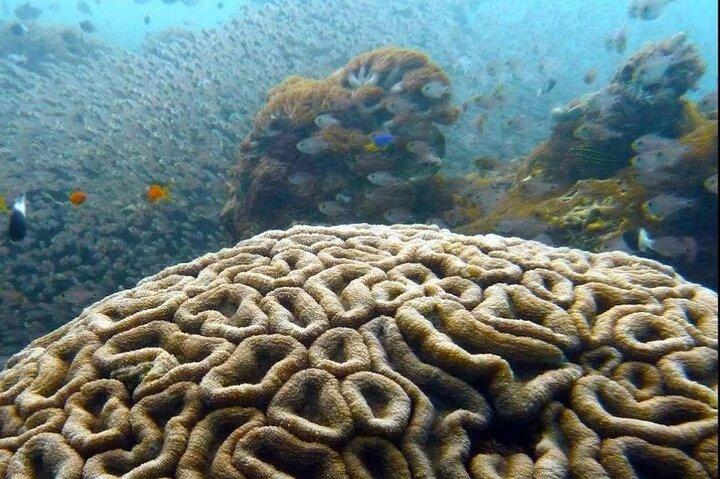 Excursão de mergulho com golfinhos e ilha Tumbatu com embarque