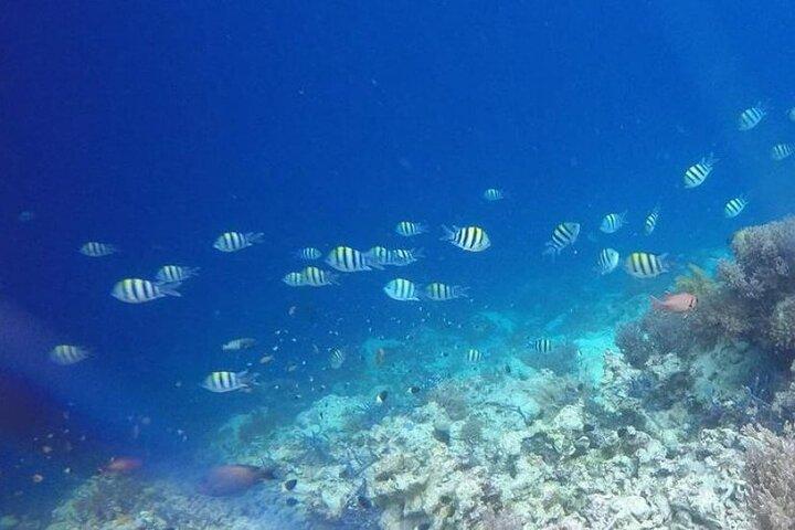 Excursão de mergulho com golfinhos e ilha Tumbatu com embarque