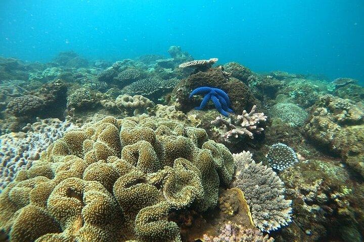 Excursão de mergulho com golfinhos e ilha Tumbatu com embarque