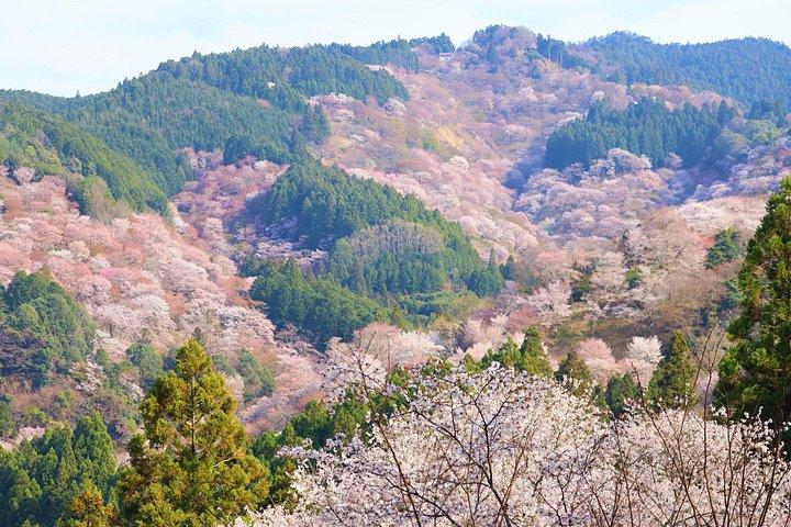 桜大仏と吉野山 いちご狩りツアー