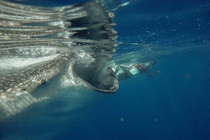 Whale Shark Snorkeling Adventure med frokost