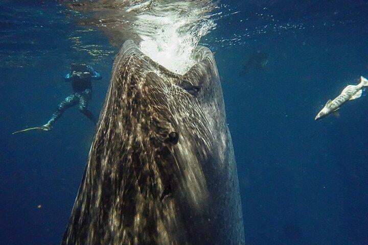 Whale Shark Snorkeling Adventure med frokost