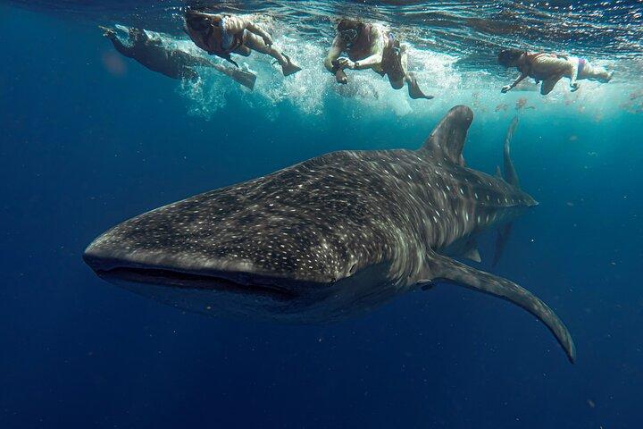 Whale Shark Snorkeling Adventure med frokost