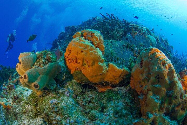 コズメル島でPADIディスカバースキューバダイビングツアー