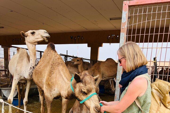 Visite d'une journée complète d'Al Ain avec déjeuner