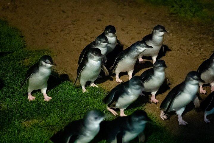 Excursão ecológica Premium para grupos pequenos na Ilha Philip