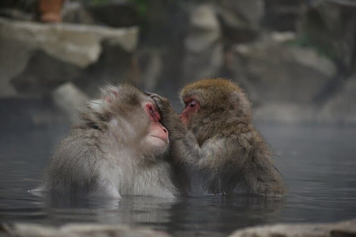 Day Trip Snow Monkey in Nagano from Tokyo by bullet train