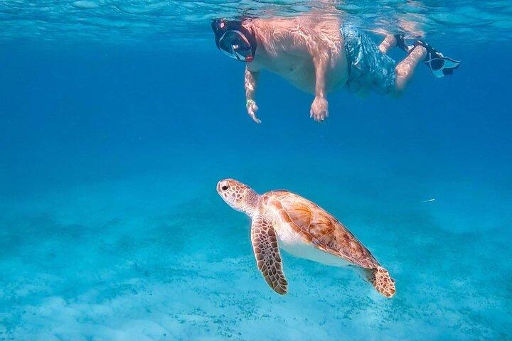 Tour privado de buceo con tortuga en Aruba + video profesional