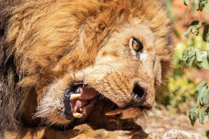 Lion Experience