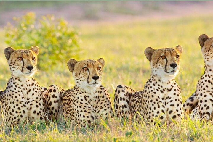 Safari de 4 días por el Parque Nacional Kruger desde Johannesburgo y Pretoria