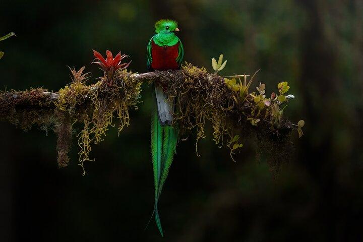 Birding the Monteverde Cloud Forest