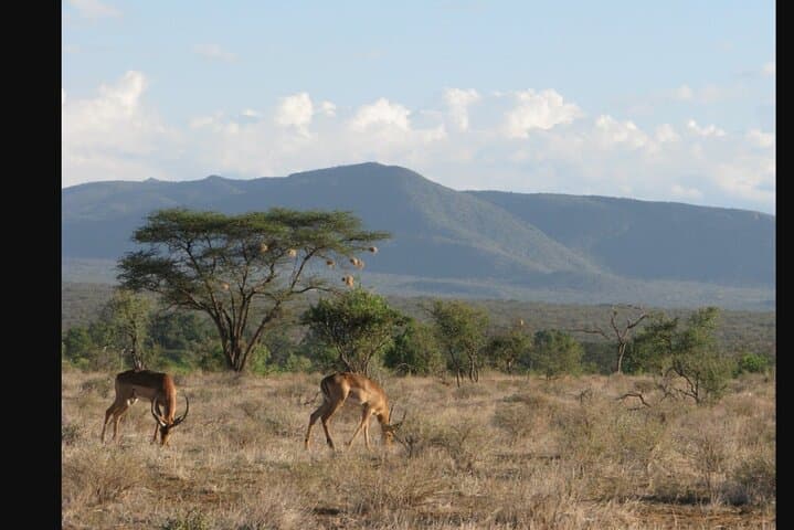 Layover and Stopover in Nairobi Private Tour