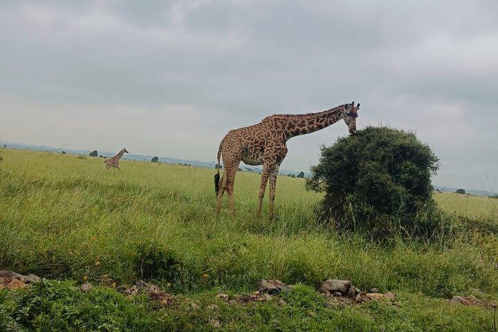 Privat dagstur till Mount Longonot National Park från Nairobi
