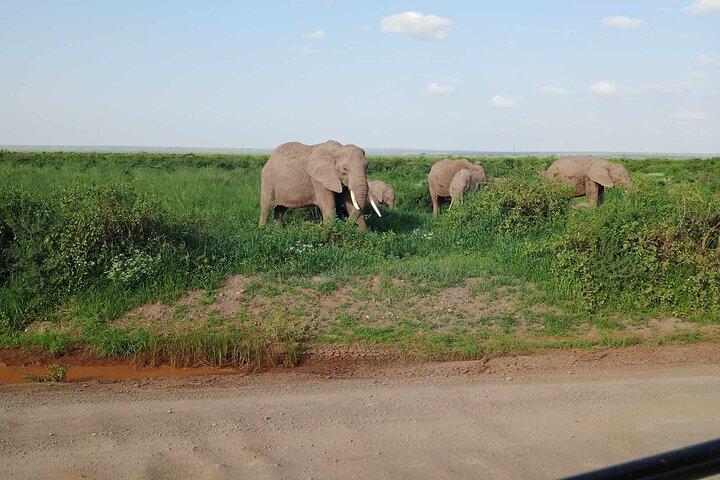 Safari de 7 días : Masai mara, Lago Nakuru, Lago Naivasha & Amboseli