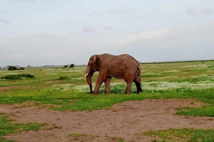 Safari di 7 giorni: Masai mara, Lago Nakuru, Lago Naivasha & Amboseli