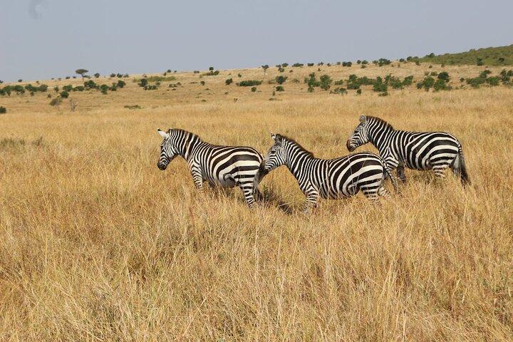 Safari di 7 giorni: Masai mara, Lago Nakuru, Lago Naivasha & Amboseli