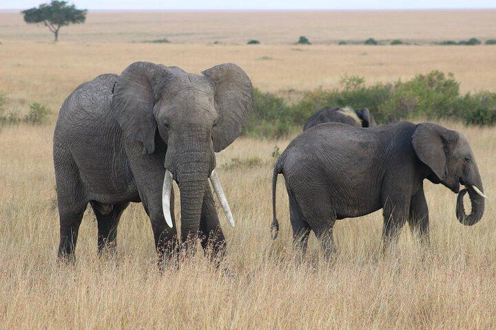 Safari di 7 giorni: Masai mara, Lago Nakuru, Lago Naivasha & Amboseli