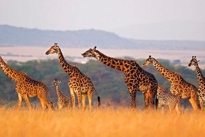Safari Mikumi de 10 dias + Udzungwa + Ruaha + Selous