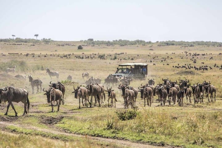 3 Days 2 Nights Masai Mara National Reserve Tour 4*4 Vehicle