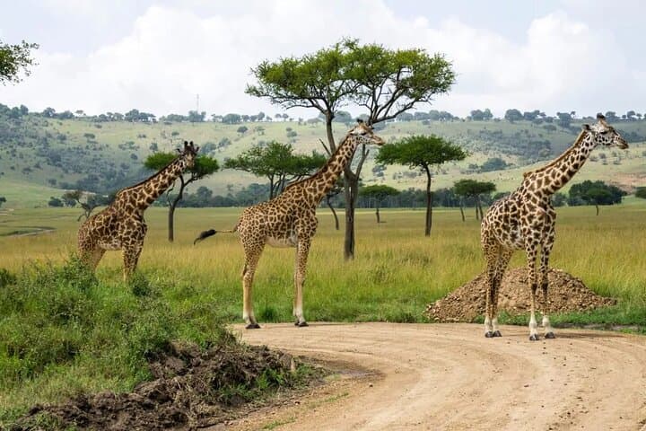 3 Days 2 Nights Masai Mara National Reserve Tour 4*4 Vehicle