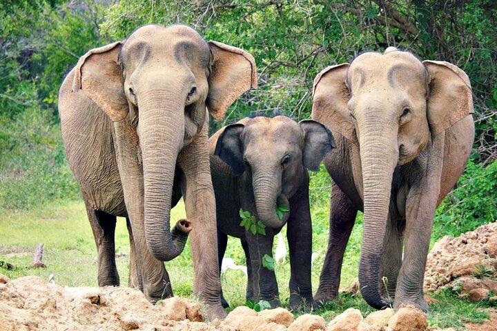 Udawalawe National Park Safari | From Hambantota Port