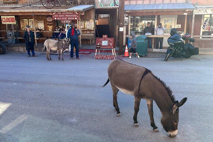 Oatman Mining Camp & Burros: tour storico della Route 66 da Laughlin