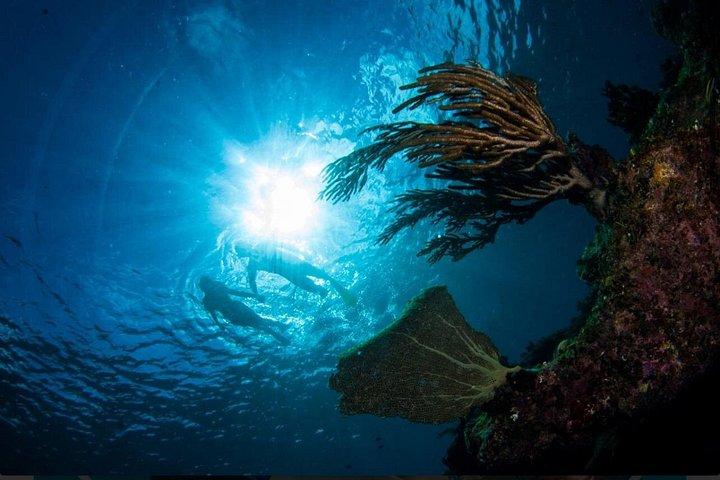 Providenciales: Emerald Reef and Shipwreck Snorkeling Tour
