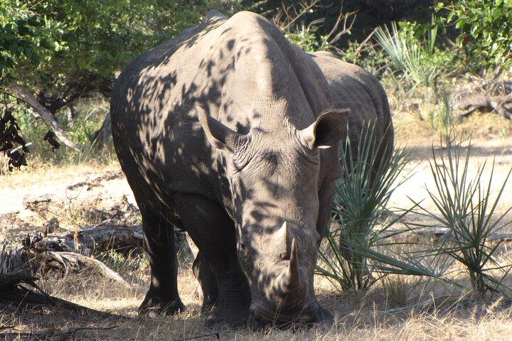 Rhino Walk