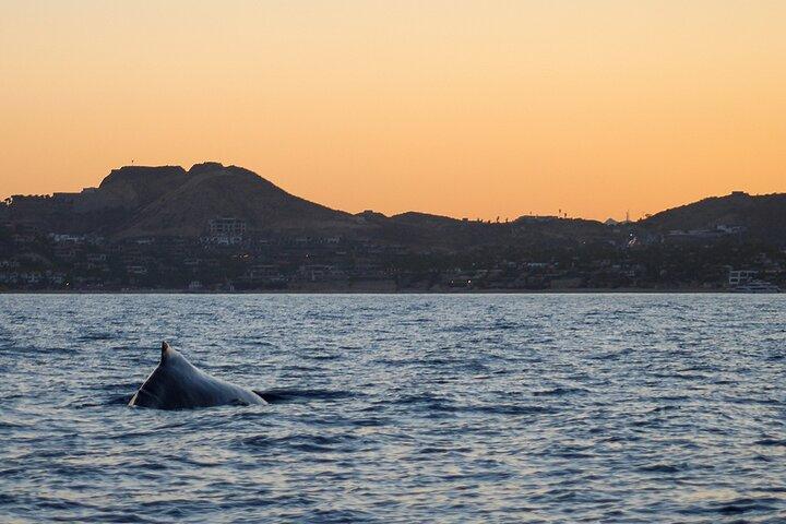 Valskådning i solnedgång i San Jose del Cabo