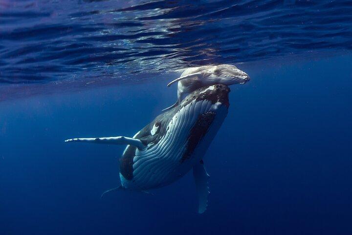 Encuentro de medio día con ballenas jorobadas en Moorea