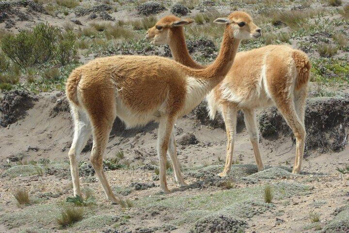 21-daagse Ecuador-tour door de jungle en het nevelwoud van de Andes