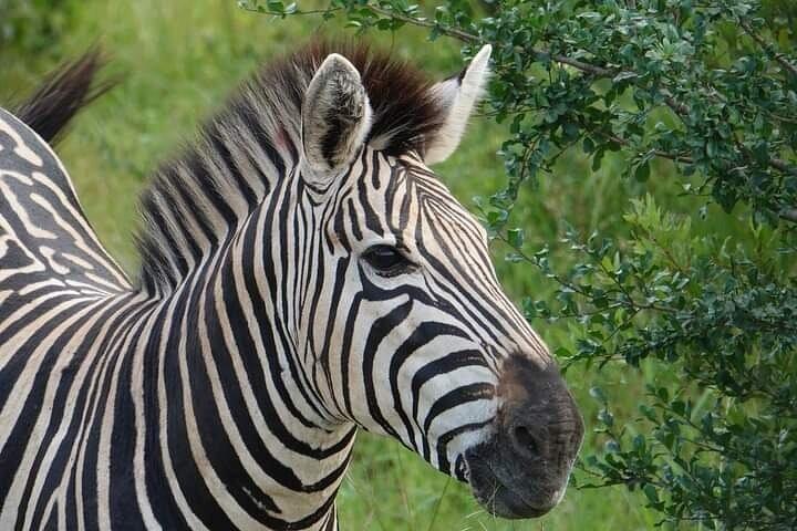Chobe National Park from Victoria Falls