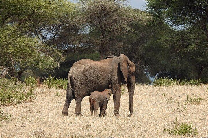 7-daagse privé-safari in Tanzania met middenklasse lodges of kampen