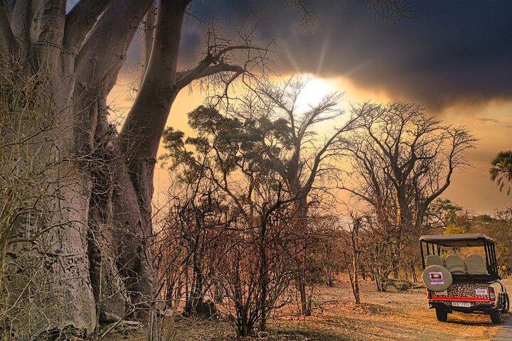 Safari con avvoltoio e baobab a Victoria Falls Bushland *D-F-ES