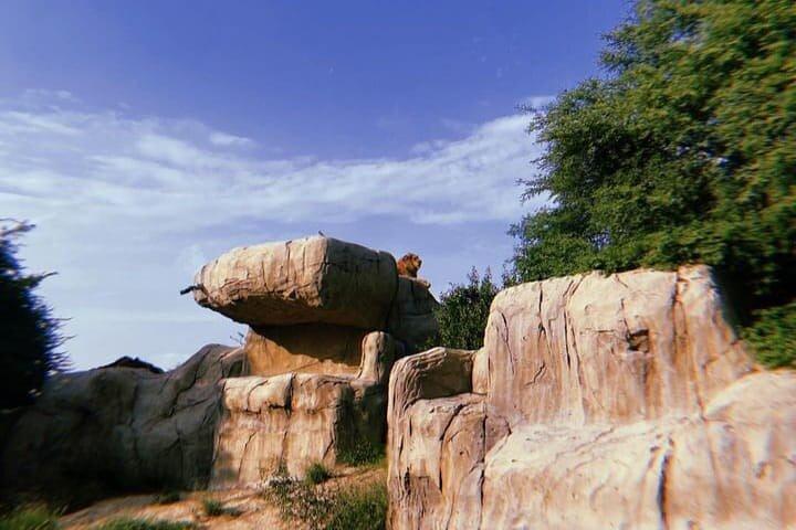 Dubai Safari Park con recogida y regreso