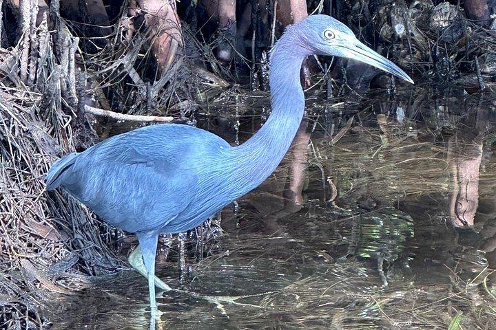 Robinson Preserve Mangrove Tour