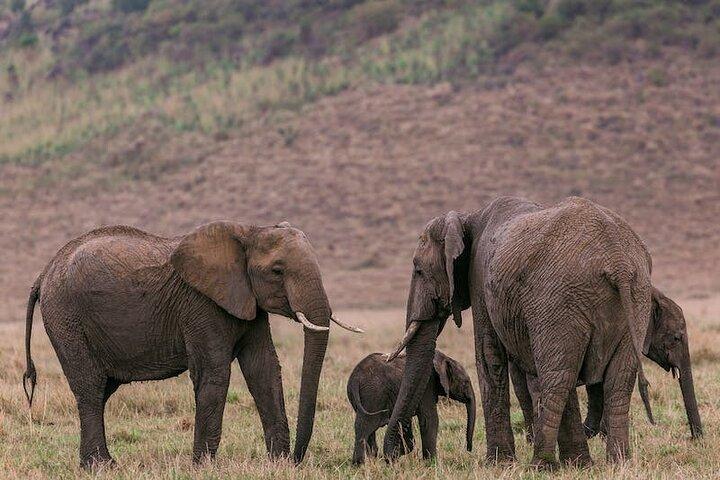 4 Giorni Kenya Masai mara safari