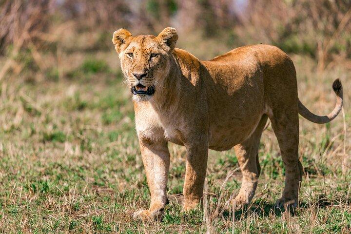 4 Giorni Kenya Masai mara safari