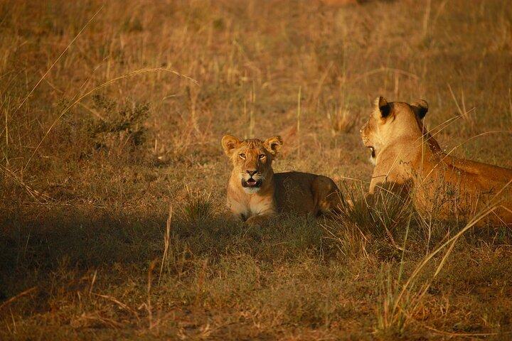 4 Giorni Kenya Masai mara safari